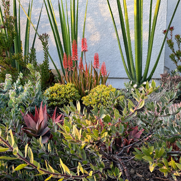 Winter blooming aloe and California native manzanita in a pollinator friendly garden designed for residents in the Southbay of Los Angeles.