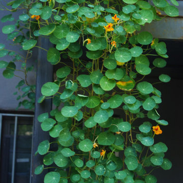 Bed-Stuy Backyard Garden I