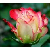 Rina Boyle's photo