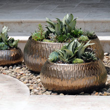 plants