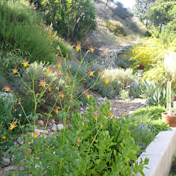 Hollywood Hills California Native Garden Sanctuary