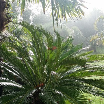 jardin exotique