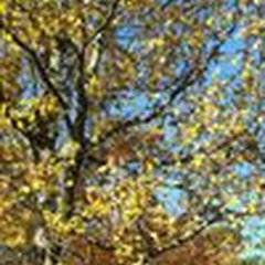 Ashland Tree Service