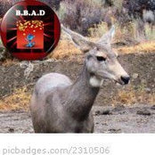 Dee Holden's photo