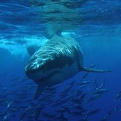 Alex Piquer's photo