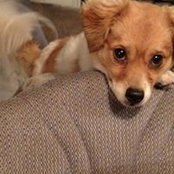 Don Hutchinson's photo