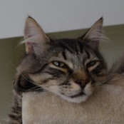 Merril Curry's photo