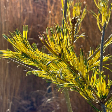 Japanese pine, backlit