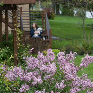 Lilacs