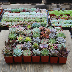 Rosette Succulent Packs - Products