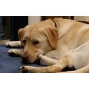 Natalie Cooper's photo