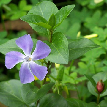 Pervinca (Vinca major)