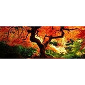 Roger Willis's photo