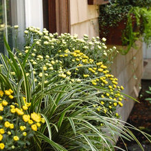 Container Planting Ideas