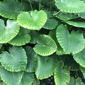 Alocasia