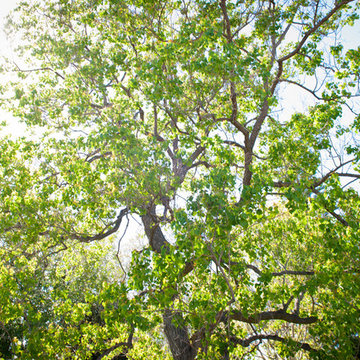 View from a Shaded Hammock