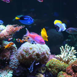 300 Gallon Reef Aquarium - Decorative Accents