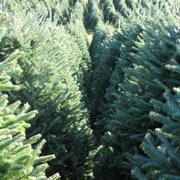 Real Christmas Trees Delivered