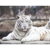 Pamela Robinson's photo