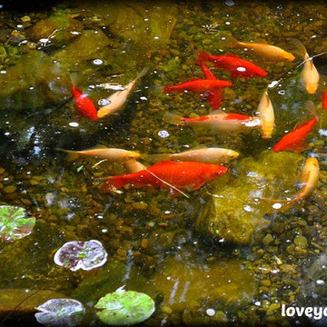 Moss Rock Koi Pond by Full Service Aquatics. Project site West Orange, NJ.