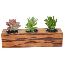 Contemporary Plants Exotic Hardwood Potted Cactus and Succulents, Crassulas and Graptosedum