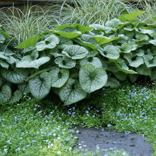 Plants