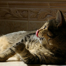 meow owwww