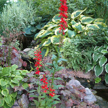 Native plants