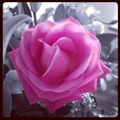 Emma Knibbs's photo