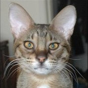 John Jacobs's photo
