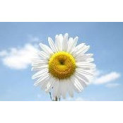 Patricia Wong's photo