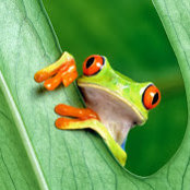 K Sullavins foto