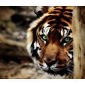 Patricia Moore's photo