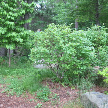Witchhazel and hop hornbeam near Chocorua Lake