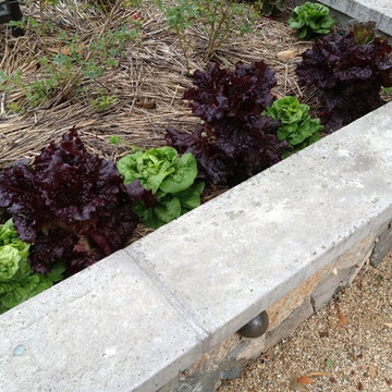 Front yard vegetables in a coastal garden