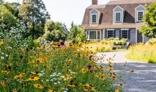 Native Plants