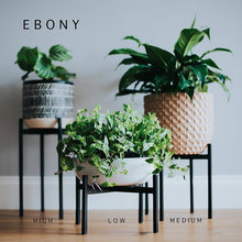 Plants