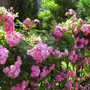 Miscellaneous Gardens and Pretty Things