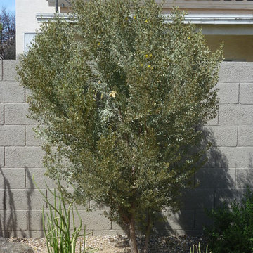 Plantings - 1.5 Years