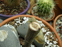 monstera esqueleto for sale Esqueleto: Monstera Epipremnoides - 10