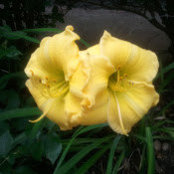 Rolda Lawrence's photo