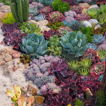 Succulent Gardens