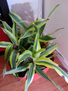 Dracaena reflexa (song of india) slowly dying with black spots | Houzz Forum