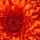 Amy Couvillion