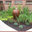 Sassafras Landscapes