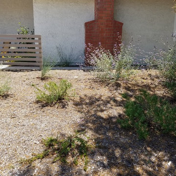 Irvine Front Yard