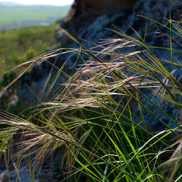 Purple Needle Grass (Stipa pulchra)
