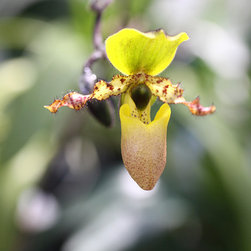 Orchids - Home Decor