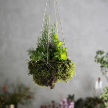 PLANTAS Y DECO