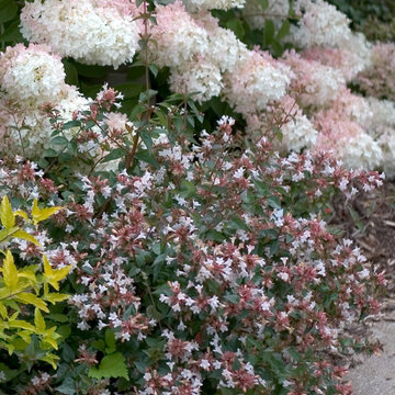 Ruby Anniversary™ Abelia (Abelia chinensis)